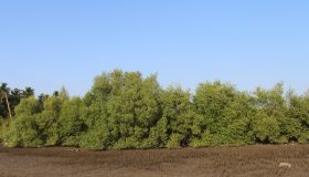Mangroves Conservation Project Sindhudurg,Maharashtra